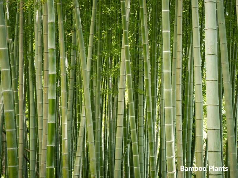 Bamboo