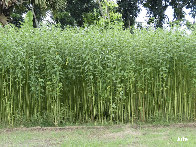 Jute plant