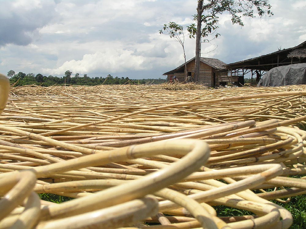 Rattan Drying in Vietnam