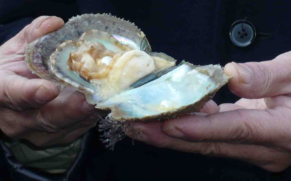 Pearl Harvesting in Vietnam