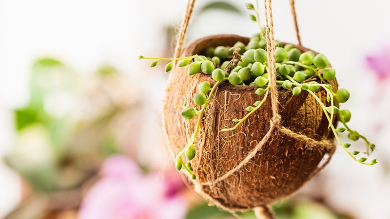 coconut-bowls-as-planter-pots-manfactured-in-vietnam