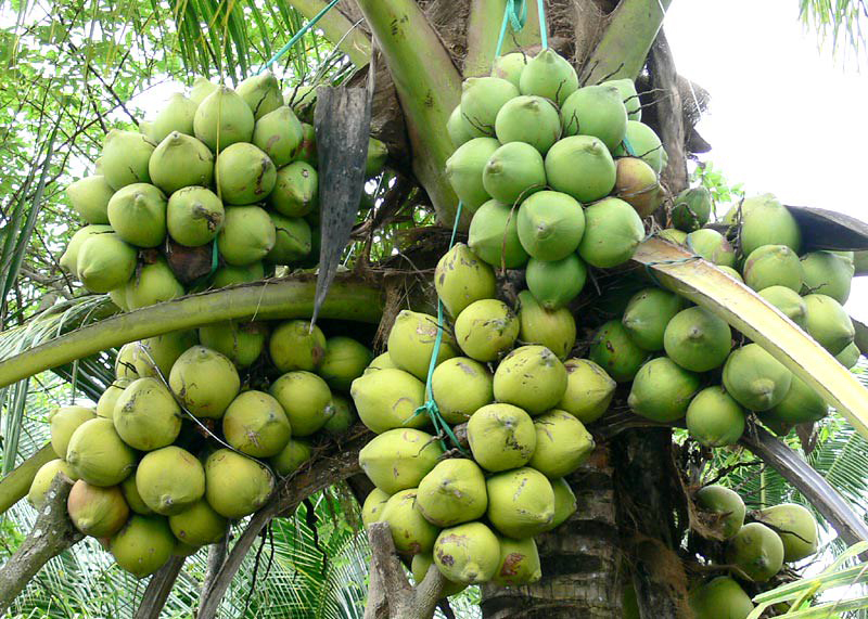 coconut tree making coconut bowls in Vietnam