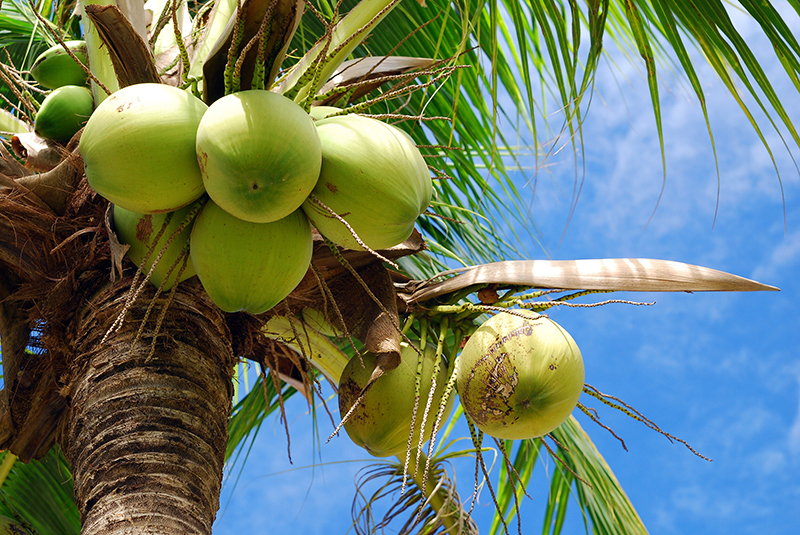 coconut trees in vietnam