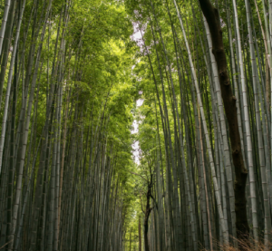 Bamboo Forest