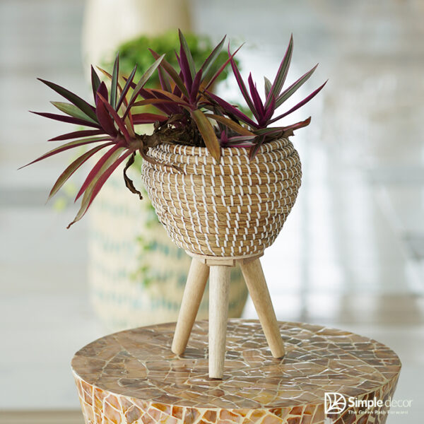 Seagrass plant Stand