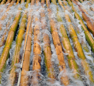 Soaking Bamboo