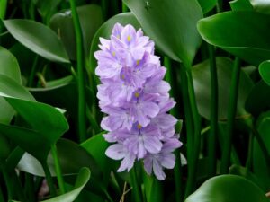 water-hyacinth-in-vietnam